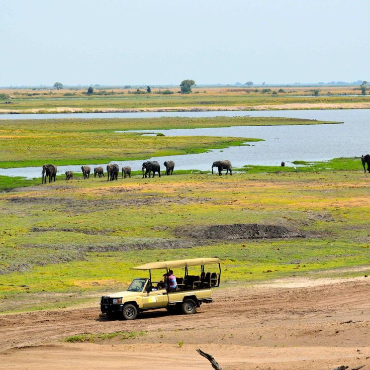 Elephant Encounter in Chobe